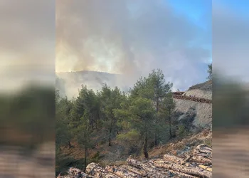 Sinop’ta orman yangını