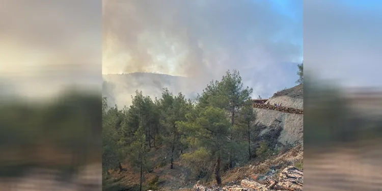 Sinop’ta orman yangını