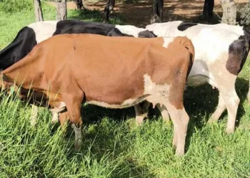 Aydın’da kayıp hayvanları jandarma ekipleri buldu
