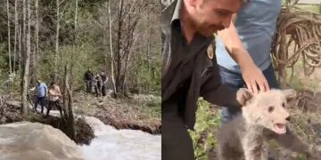 Ağaçta mahsur kalan yavru ayı kurtarıldı