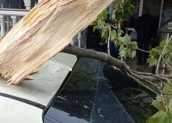 Şiddetli rüzgara dayanamayan ağaç otomobilin üzerine düştü