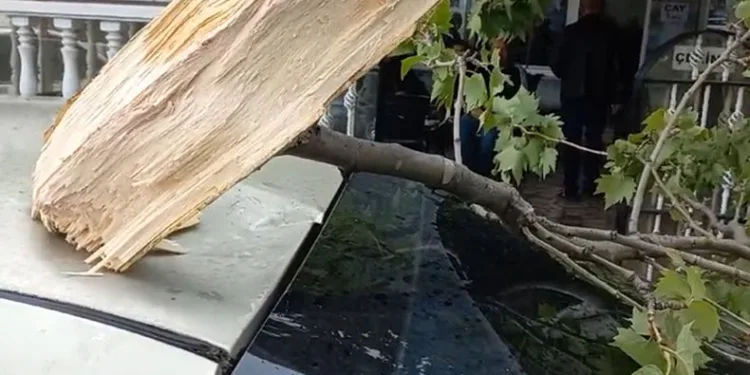 Şiddetli rüzgara dayanamayan ağaç otomobilin üzerine düştü