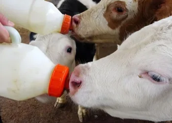 Aydınlı çiftçilere destekleme ödemeleri yapılacak
