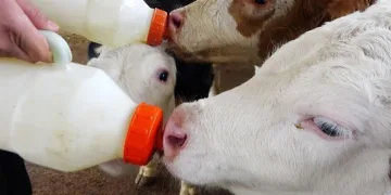 Aydınlı çiftçilere destekleme ödemeleri yapılacak