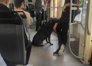 Köpeğin tramvayla seyahati ilgi çekti