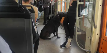 Köpeğin tramvayla seyahati ilgi çekti