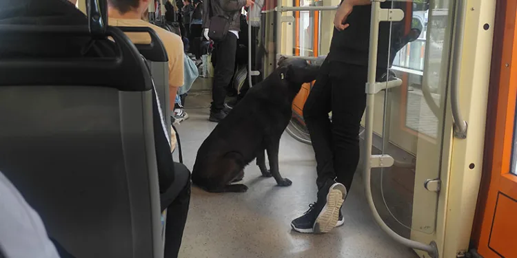 Köpeğin tramvayla seyahati ilgi çekti