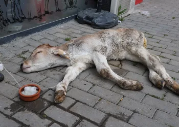 Dana Umut’un sahibinin merhameti görenlerin içini ısıttı