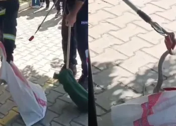 Okul bahçesindeki yılanı itfaiye ekipleri yakaladı