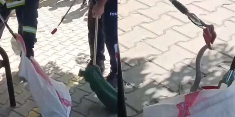 Okul bahçesindeki yılanı itfaiye ekipleri yakaladı