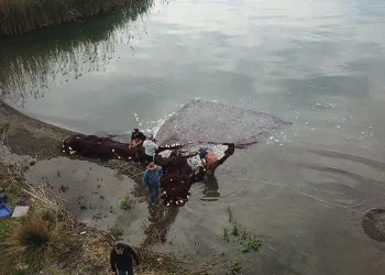 Gümüş balığının ihracat serüveni başladı
