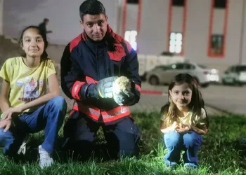 Rögar borusuna düşen kirpiler kurtarıldı