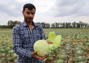 Tarlada kalan lahanayı ücretsiz dağıtıyor