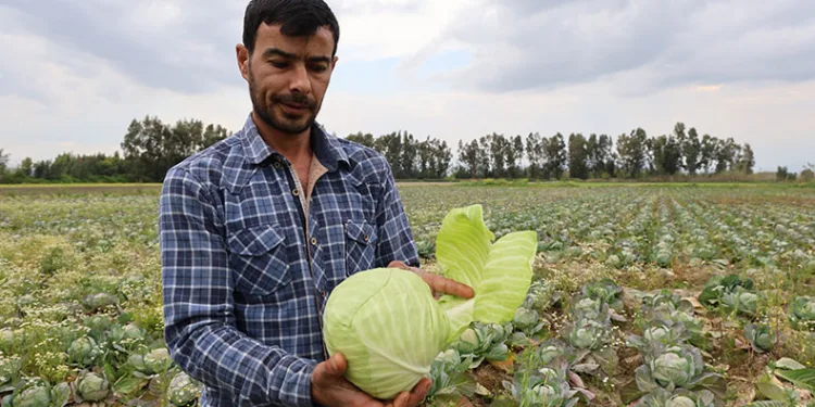 Tarlada kalan lahanayı ücretsiz dağıtıyor