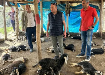 Kulp’ta başıboş köpekler 45 oğlağı telef etti