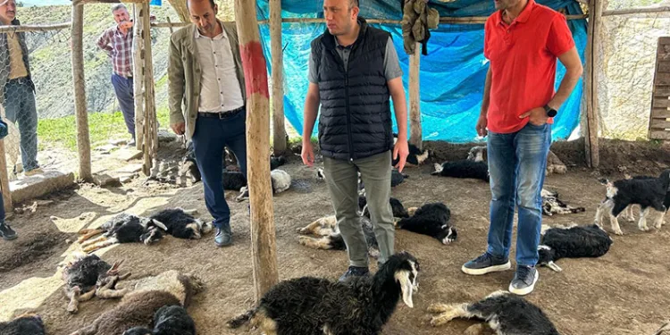 Kulp’ta başıboş köpekler 45 oğlağı telef etti