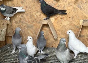 “11 bin Euro verdiler satmadım”