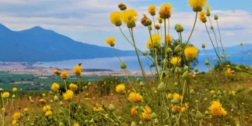 Kuşadası’nda yeni Tülüşah alanı keşfedildi