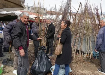 Erzincan’da meyve fidanı satışı başladı