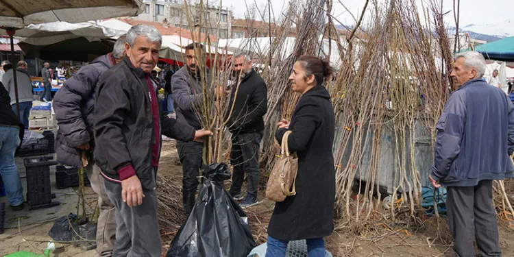 Erzincan’da meyve fidanı satışı başladı
