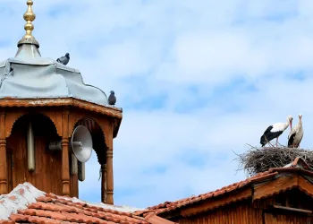 Leylekler aynı direkte yavrularını büyütüyor