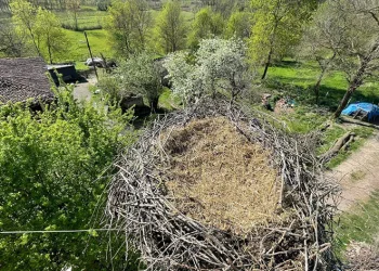 Leyleklerin yuvası yıkılmaktan kurtarıldı