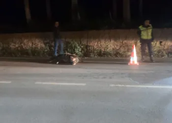 Bursa’da tır domuza çarptı