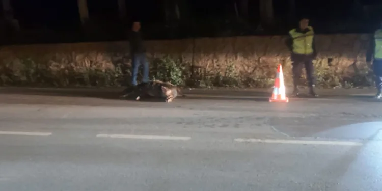 Bursa’da tır domuza çarptı