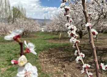 Kağızman’da kayısı ağaçları çiçek açtı