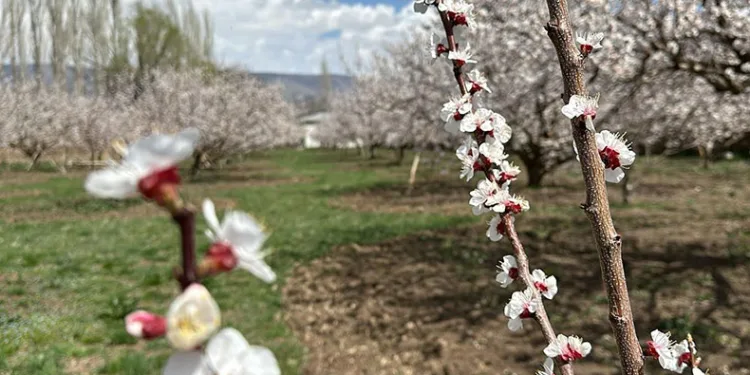 Kağızman’da kayısı ağaçları çiçek açtı