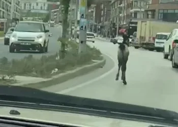 Başıboş tay trafiği karıştırdı