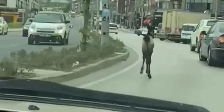 Başıboş tay trafiği karıştırdı