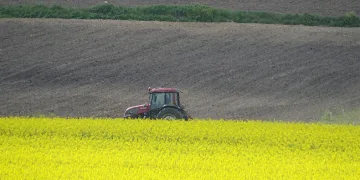 Çiçek açan kanola bitkisi tarlaları sarıya boyadı