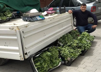 Hisarcık’ta asma yaprağı rağbet görüyor