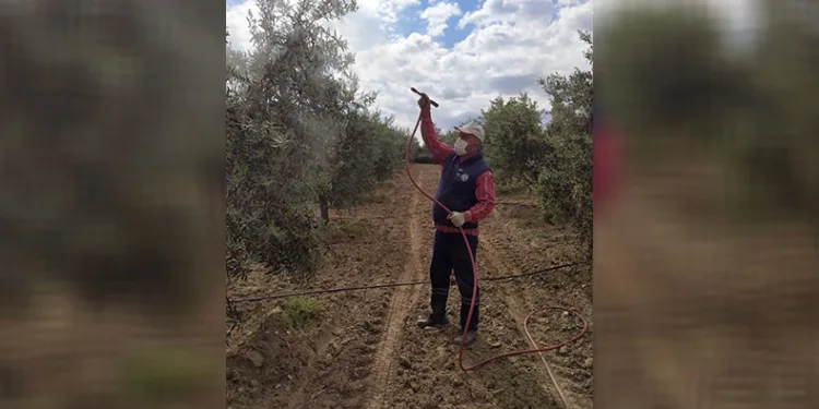 Sarıgöl’de zeytinde pamuklu bit ile mücadeleye başlandı