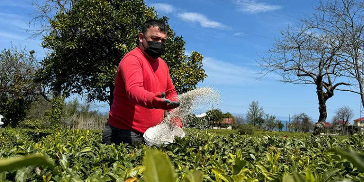 Çay sezonu için hazırlıklar sürüyor