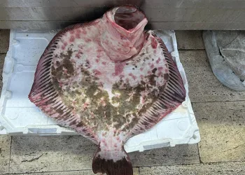 Dev kalkan balığı 11 bin 500 lira