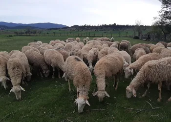 Havaların ısınmasıyla küçükbaş hayvanlar meralara çıkmaya başladı