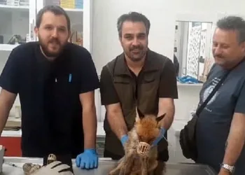 Kazdağları Milli Parklar Şefliği baygın bulunan tilki için seferber oldu