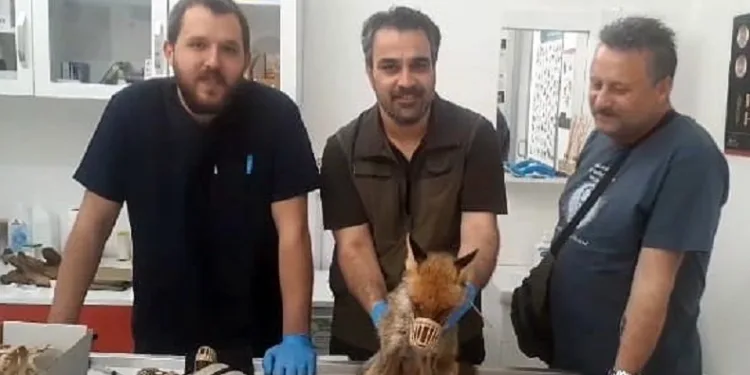 Kazdağları Milli Parklar Şefliği baygın bulunan tilki için seferber oldu