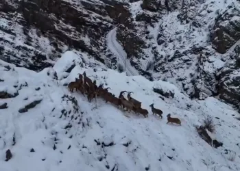 Dağları süsleyen dağ keçileri engebeli arazide drone ile görüntülendi