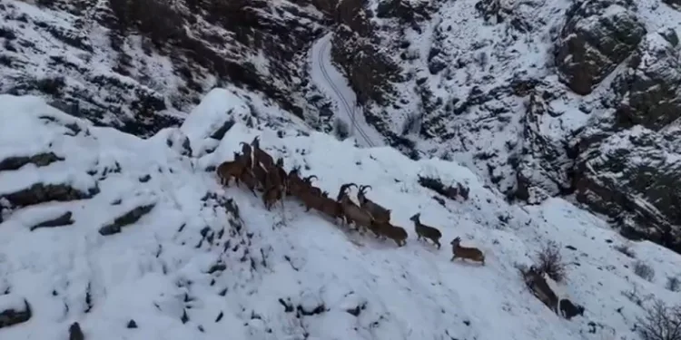 Dağları süsleyen dağ keçileri engebeli arazide drone ile görüntülendi