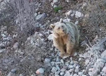 Kış uykusundan uyanan ayı dronu görünce adeta selam verdi