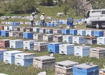 Bal üretim sezonu başladı