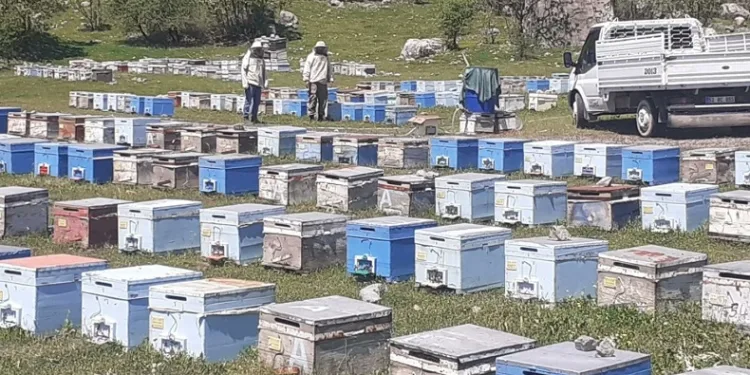 Bal üretim sezonu başladı