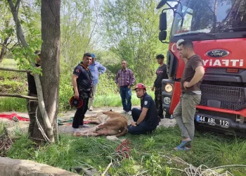 Kuyuya düşen ineği itfaiye kurtardı