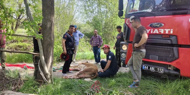 Kuyuya düşen ineği itfaiye kurtardı