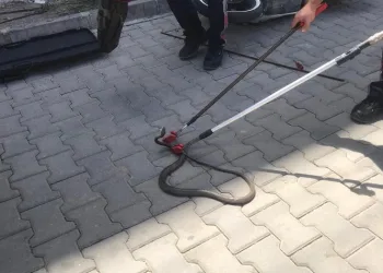 Gazipaşa’da yılan paniği