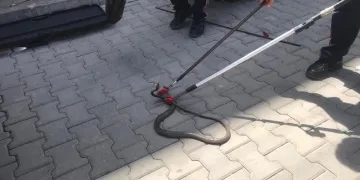Gazipaşa’da yılan paniği