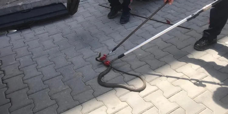 Gazipaşa’da yılan paniği